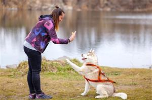 Puppy/Dog Training