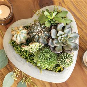Succulent Class